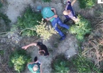 U kap në flagrancë duke u kujdesur për bimët narkotike që kishte kultivuar, arrestohet 59-vjeçari në Roskovec