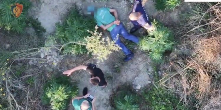 U kap në flagrancë duke u kujdesur për bimët narkotike që kishte kultivuar, arrestohet 59-vjeçari në Roskovec
