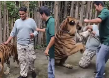 VIDEO/ Po përpiqej të bënte selfie, turisti indian sulmohet nga tigri në Tajlandë