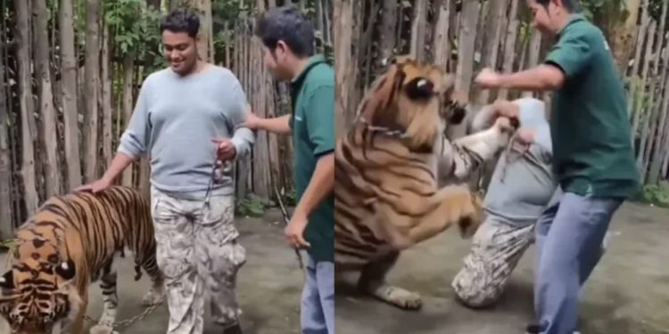 VIDEO/ Po përpiqej të bënte selfie, turisti indian sulmohet nga tigri në Tajlandë