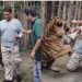 VIDEO/ Po përpiqej të bënte selfie, turisti indian sulmohet nga tigri në Tajlandë