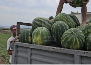 Fermerët të pakënaqur me çmimin e shalqirit/ Kërkesë e lartë në vend e rajon