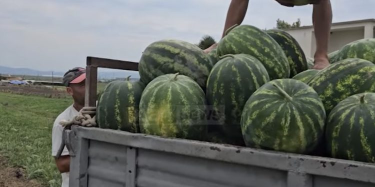 Fermerët të pakënaqur me çmimin e shalqirit/ Kërkesë e lartë në vend e rajon