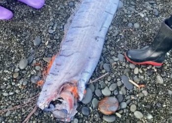 U nxorën në brigjet e Australisë dhe Zelandës së Re brenda një jave, dalin në sipërfaqe 3 peshq të “Ditës së Gjykimit”