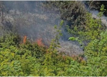 Vijon zjarri në pyllin me pisha në Darëzezë/ Era e fortë favorizon flakët, kërkohet ndërhyrje nga ajri