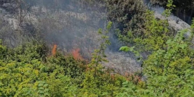 Vijon zjarri në pyllin me pisha në Darëzezë/ Era e fortë favorizon flakët, kërkohet ndërhyrje nga ajri