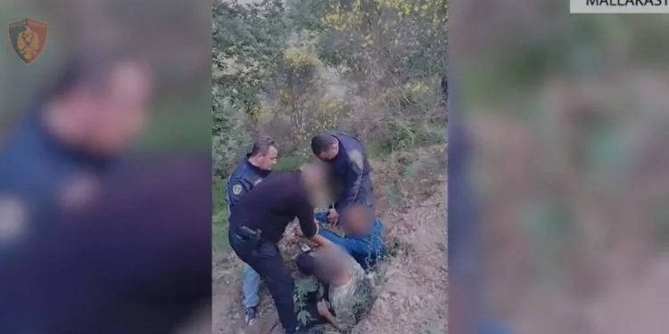 Asgjësohen 1881 fidanë kanabisi në Mallakastër, arrestohen dy persona, u kapën duke ujitur bimët narkotike