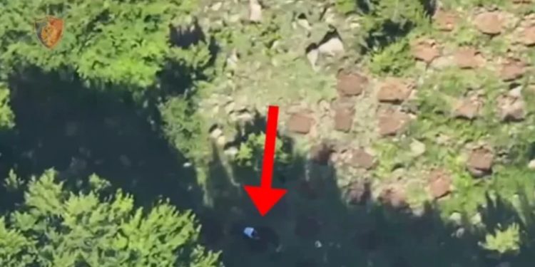 Zbulohet parcela me 1800 bimë kanabis në malin e Okshtunit në Bulqizë, arrestohet në flagrancë një person, shpallet në kërkim një tjetër