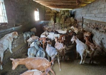 Sëmundja e murtajës te bagëtitë, zbulohet një vatër e re në Zallbastar të Tiranës