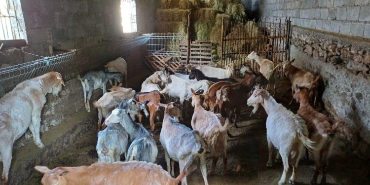 Sëmundja e murtajës te bagëtitë, zbulohet një vatër e re në Zallbastar të Tiranës