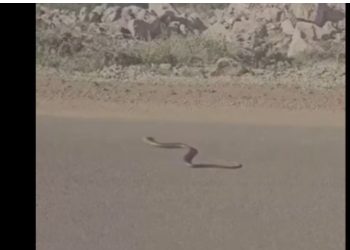 VIDEO/ Gjarpërinjtë “pushtojnë” rrugët e Velipojës, pushuesit të shqetësuar, kërkojnë ndërhyrje nga autoritetet lokale