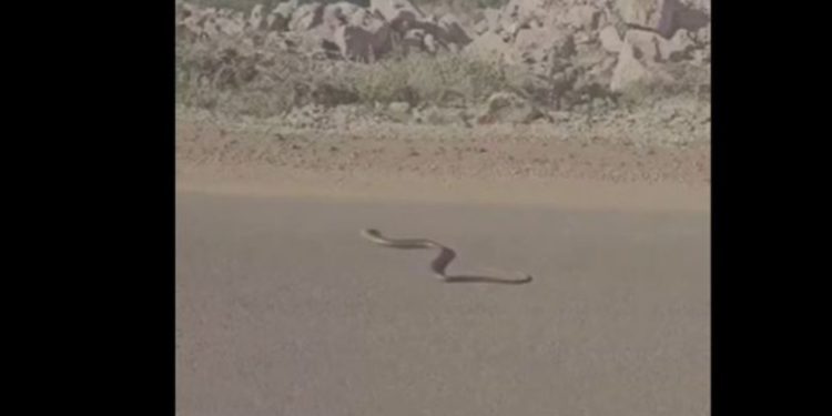 VIDEO/ Gjarpërinjtë “pushtojnë” rrugët e Velipojës, pushuesit të shqetësuar, kërkojnë ndërhyrje nga autoritetet lokale