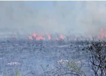 Zjarr në pyllin e Sodës në Vlorë/ Pushuesit largohen nga plazhi i Zvërnecit, katër zjarrfikëse në vendin e ngjarjes