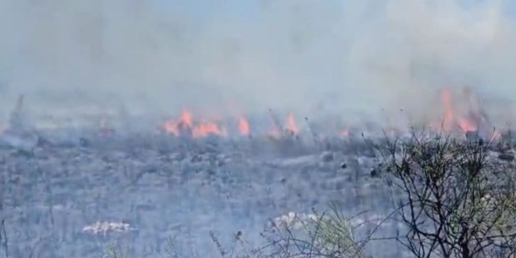 Zjarr në pyllin e Sodës në Vlorë/ Pushuesit largohen nga plazhi i Zvërnecit, katër zjarrfikëse në vendin e ngjarjes
