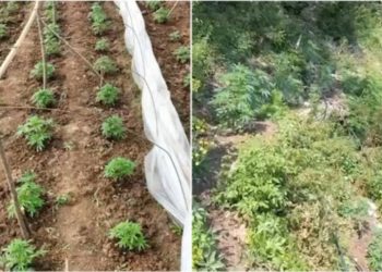 EMRAT/ Dyshohen si autorë të kultivimit të 400 bimë kanabis, arrestohen 2 vëllezërit e shpallur në kërkim në Shkodër