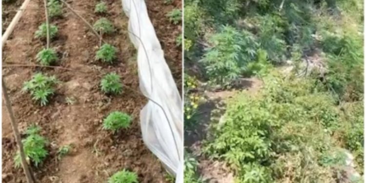 EMRAT/ Dyshohen si autorë të kultivimit të 400 bimë kanabis, arrestohen 2 vëllezërit e shpallur në kërkim në Shkodër