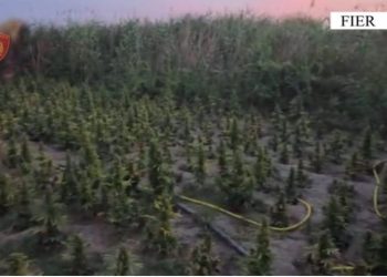 EMRI/ Mbolli 1 mijë bimë kanabis, arresohet 48-vjeçari në Fier, e pëson dhe babai i tij