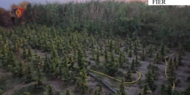EMRI/ Mbolli 1 mijë bimë kanabis, arresohet 48-vjeçari në Fier, e pëson dhe babai i tij