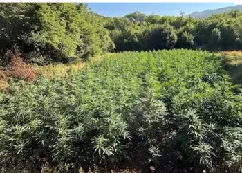 Operacioni “Koordinata”/ Asgjësohen 2936 bimë kanabisi në Shkodër