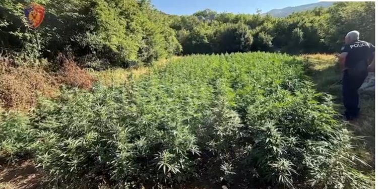 Operacioni “Koordinata”/ Asgjësohen 2936 bimë kanabisi në Shkodër