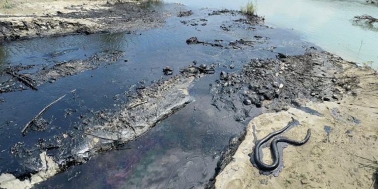 VIDEO/ Ndotja mjedisore në Parkun Kombëtar të Vjosës, ambientalistët e huaj “zbarkojnë” në terren: Nuk ka më ujë, është vetëm karburant