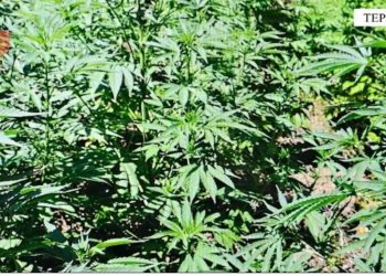 EMRAT/ Kultivuan 194 bimë kanabisi pranë banesës së tyre, arrestohen babë e bir në Tepelenë