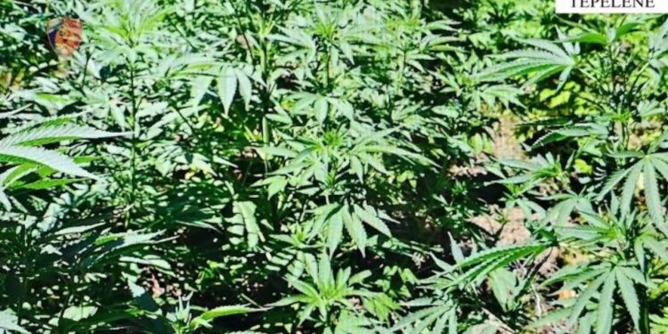 EMRAT/ Kultivuan 194 bimë kanabisi pranë banesës së tyre, arrestohen babë e bir në Tepelenë