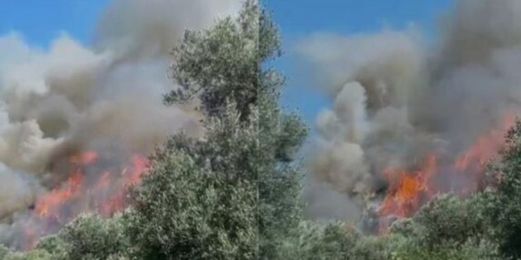 FOTO/ Vatër zjarri në fshatin Hoshtimë në Vlorë, era e fortë favorizon flakët