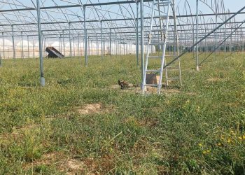 Paradoksi, turizmi në rekordin e rritjes, bujqësia të rënies