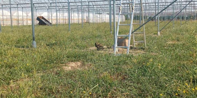 Paradoksi, turizmi në rekordin e rritjes, bujqësia të rënies