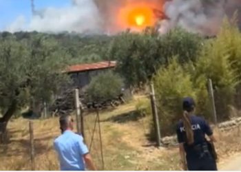 Ndezi zjarr për mbeturinat, por u dogjën 225 rrënjë ulliri, arrestohet 64-vjeçari në Fier