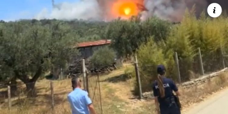 Ndezi zjarr për mbeturinat, por u dogjën 225 rrënjë ulliri, arrestohet 64-vjeçari në Fier