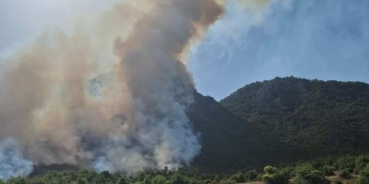 Aktivizohet një vatër zjarri në Parkun Kombëtar të Prespës, zjarrfikësit dhe banorët e zonës në luftë me flakët