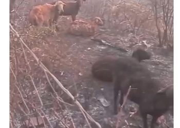 Digjen të gjalla bagëtitë në Delvinë, pronari akuza qeverisë: Fshati Kopaçez është bërë hi