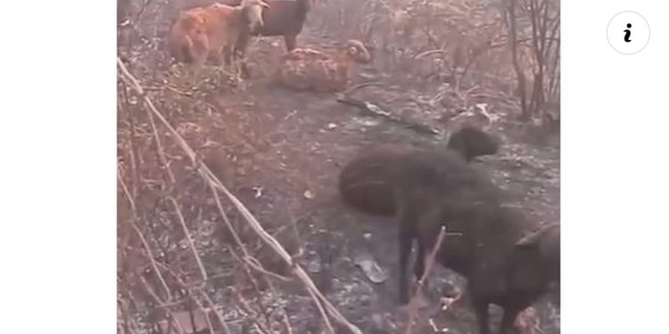 Digjen të gjalla bagëtitë në Delvinë, pronari akuza qeverisë: Fshati Kopaçez është bërë hi