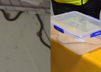 FOTO/ Shtyhet me dy orë një fluturim në Australi, një gjarpër ishte fshehur në pjesën e bagazheve të avionit