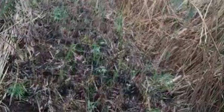 Kishin kultivuar bimë narkotike, arrestohen në flagrancë dy vëllezër në Roskovec