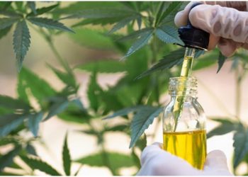 Këshilli i Ministrave merr vendimin/ Kompania “ALBTrace Co” do të marrë kontrollin e gjurmimit të kanabisit mjekësor në Shqipëri