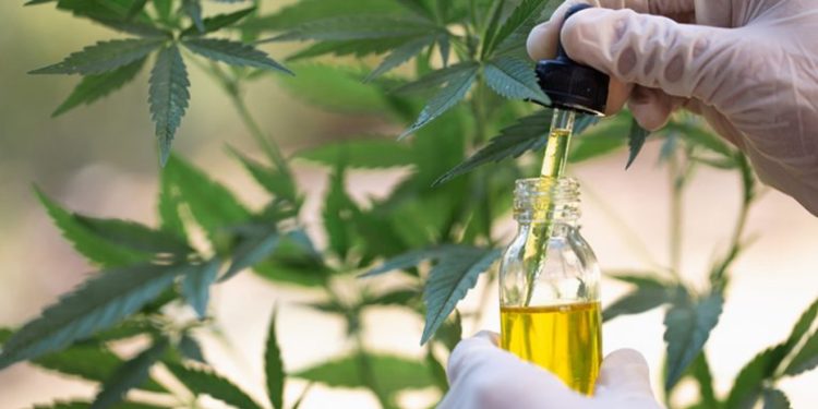 Këshilli i Ministrave merr vendimin/ Kompania “ALBTrace Co” do të marrë kontrollin e gjurmimit të kanabisit mjekësor në Shqipëri