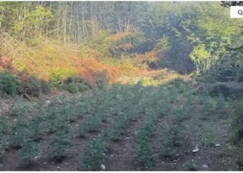 Asgjësohen 2943 bimë kanabis në të gjithë qarkun e Shkodrës, nën hetim 2 roje mjedisi