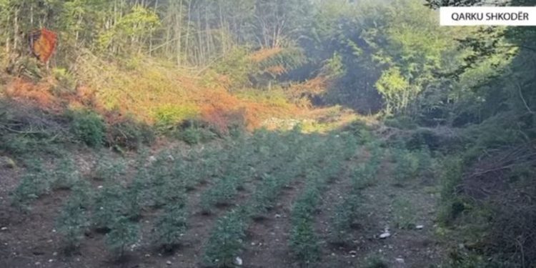 Asgjësohen 2943 bimë kanabis në të gjithë qarkun e Shkodrës, nën hetim 2 roje mjedisi