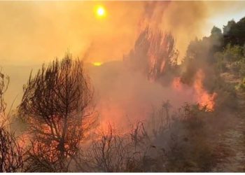 Tjetër vatër zjarri në vend, përfshihet nga flakët masive sipërfaqja me ullishte dhe shkurre në Mallakastër