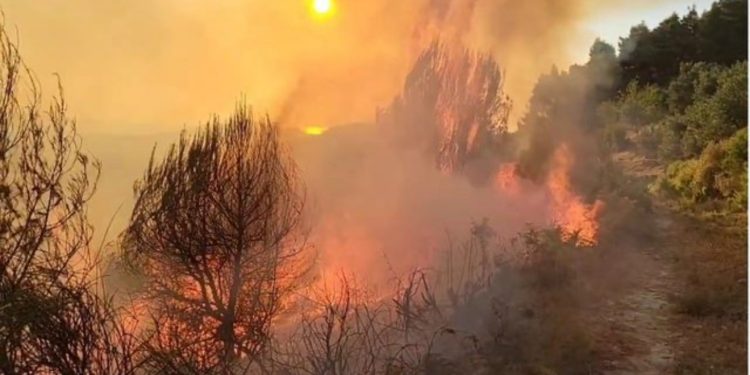 Tjetër vatër zjarri në vend, përfshihet nga flakët masive sipërfaqja me ullishte dhe shkurre në Mallakastër