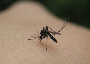 Itali, arrin në 6 viktima nga virusi i Nilit Perëndimor, rreth 28 raste të infektuara.