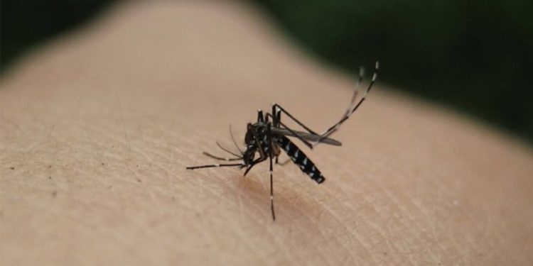 Itali, arrin në 6 viktima nga virusi i Nilit Perëndimor, rreth 28 raste të infektuara.