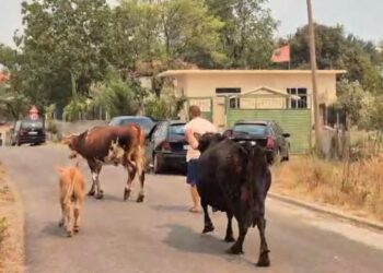 "1 milionë euro humbje në sektorin e blegtorisë" / Ekspertët: Mijëra kafshë dhe koshere bletësh u shkrumbuan, priten shtesa në shifra!