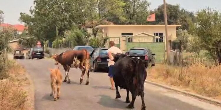 "1 milionë euro humbje në sektorin e blegtorisë" / Ekspertët: Mijëra kafshë dhe koshere bletësh u shkrumbuan, priten shtesa në shifra!