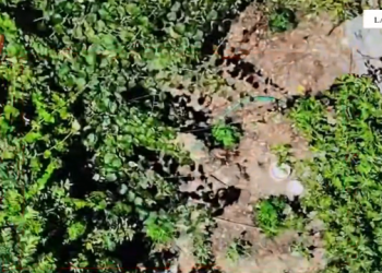 55-vjeçari arrestohet për kultivimin e drogës në oborrin e shtëpisë në Lazarat