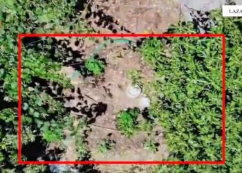 55-vjeçari arrestohet për kultivimin e drogës në oborrin e tij në Lazarat