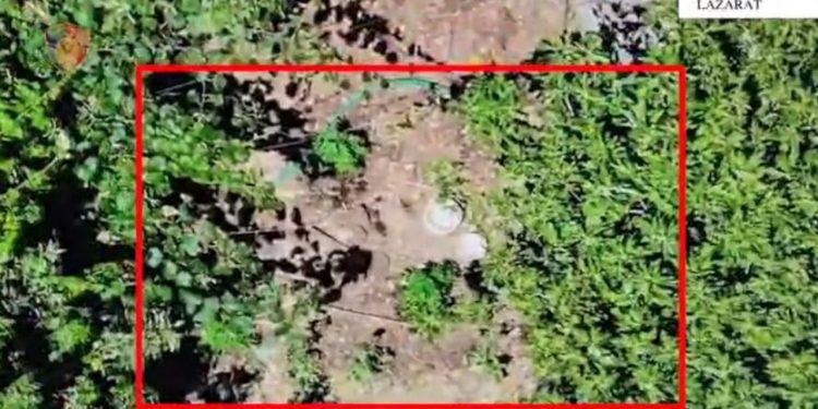 55-vjeçari arrestohet për kultivimin e drogës në oborrin e tij në Lazarat